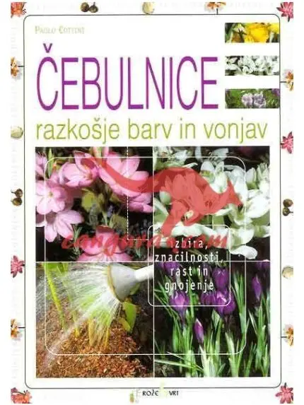 Čebulnice (Razkošje barv in vonjav)