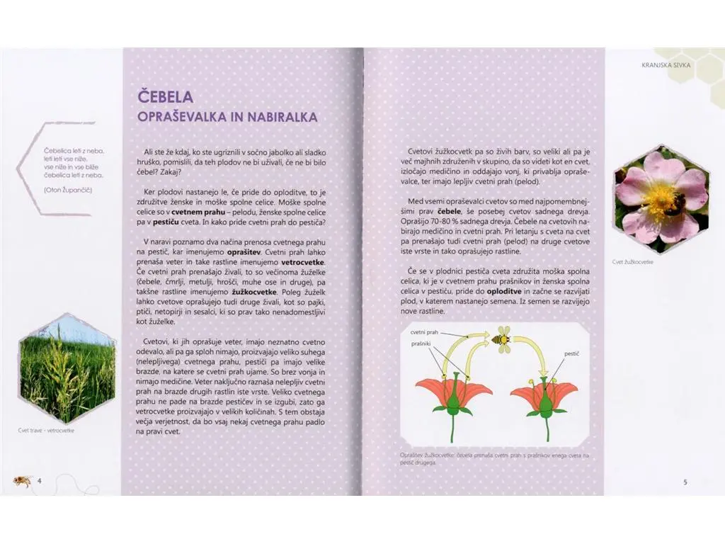 Kranjska sivka: Čebelica od kod in kam? - slika 2