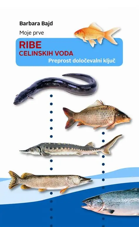 Moje prve ribe celinskih voda - slika 2