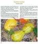 Čarobni svet buč - Druga dopolnjena izdaja - slika 6