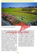 Zeliščni vrt domače lekarne - slika 8