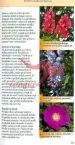 Drevesa in grmi - Enostavno in zanesljivo določanje - slika 10