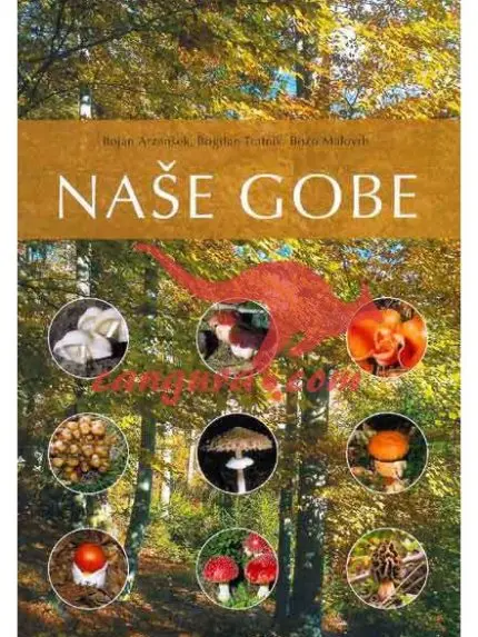 Naše gobe