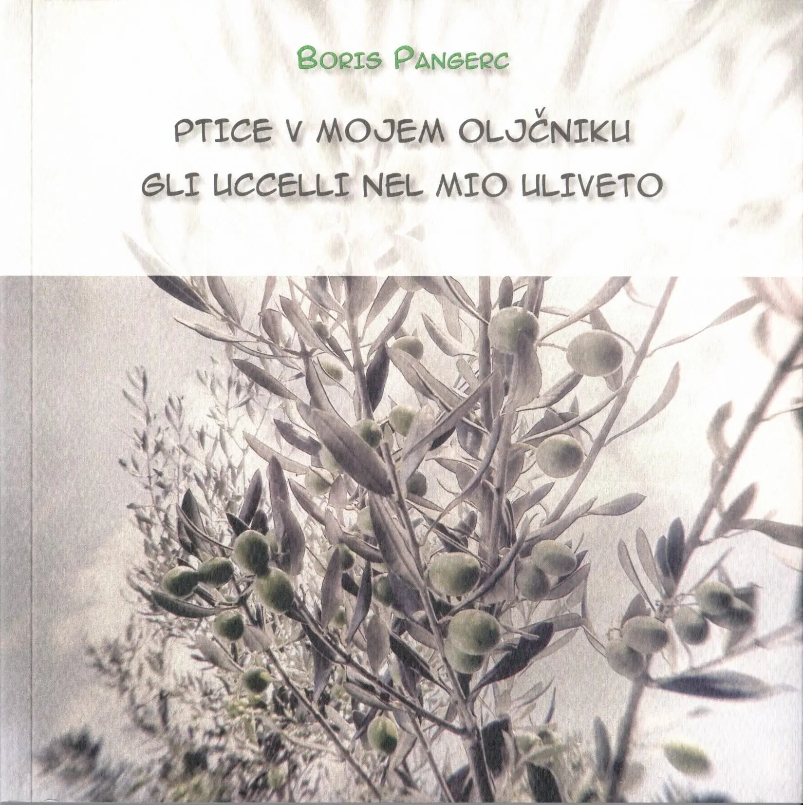 Ptice v mojem oljčniku - Gli ucceli nel mio uliveto - slika 2