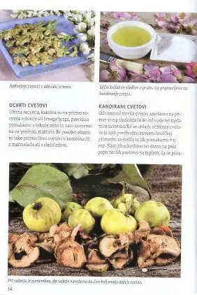 Naša užitna drevesa in grmi - slika 11