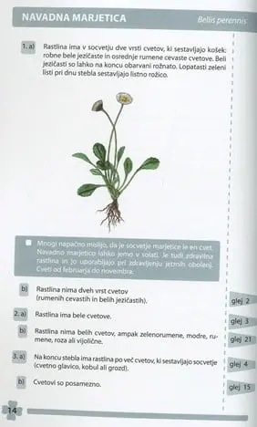 Moje prve spomladanske cvetlice - slika 7