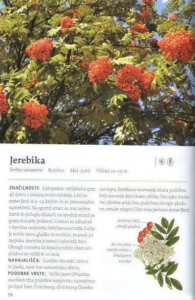 Naša užitna drevesa in grmi - slika 4