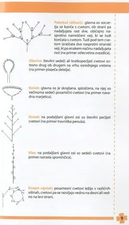 Moje prve spomladanske cvetlice - slika 10