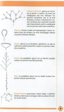 Moje prve spomladanske cvetlice - slika 5
