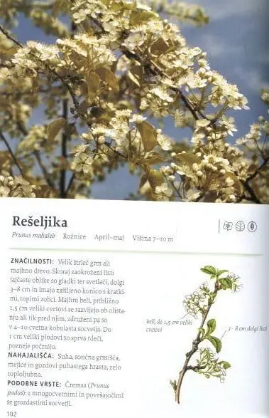Naša užitna drevesa in grmi - slika 15