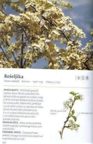 Naša užitna drevesa in grmi - slika 6