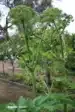 Čaji dobre misli Terezije Nikolčič - 101 zelišče za ljudi in živali -TV – Terezija Nikolčič, Knjigarna Cangura