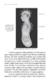 Pi gu či kung – Christine Harkness-Giles, Knjigarna Cangura