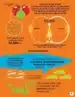 Živalsko kraljestvo – infografike – Jon Richards, Knjigarna Cangura